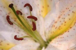 Stamen